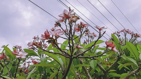 Cuộc thi Nhà tôi - Mái ấm: Giữ chút gì rất Huế... - Ảnh 4. Cuộc thi Nhà tôi - Mái ấm: Giữ chút gì rất Huế... - Ảnh 4.