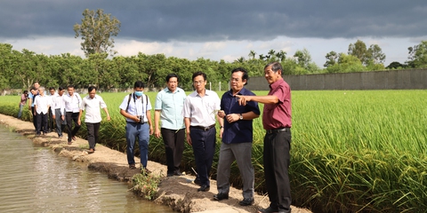 Gạo Việt mất quyền thi gạo ngon nhất thế giới? - Ảnh 1. Gạo Việt mất quyền thi gạo ngon nhất thế giới? - Ảnh 1.