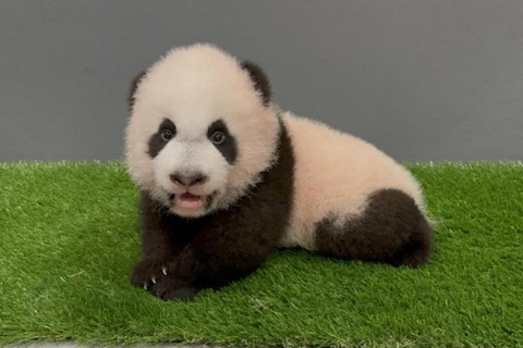 100 ngày lớn nhanh như thổi của chú gấu trúc con đầu tiên của Singapore - Ảnh 13. 100 ngày lớn nhanh như thổi của chú gấu trúc con đầu tiên của Singapore - Ảnh 13.