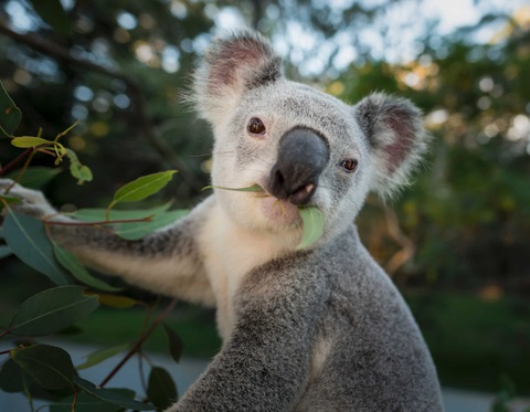 Nguy cơ tuyệt chủng các loài động, thực vật bản địa ở Australia - Ảnh 1. Nguy cơ tuyệt chủng các loài động, thực vật bản địa ở Australia - Ảnh 1.