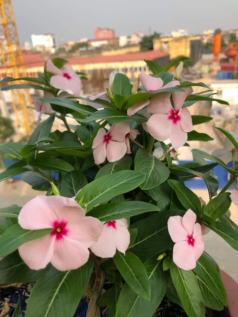 Cuộc thi Nhà tôi - Mái ấm: Ngôi nhà tiếp cận và khoảng trời xanh - Ảnh 7. Cuộc thi Nhà tôi - Mái ấm: Ngôi nhà tiếp cận và khoảng trời xanh - Ảnh 7.