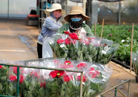E dè trồng hoa Tết - Ảnh 1. E dè trồng hoa Tết - Ảnh 1.