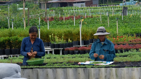 E dè trồng hoa Tết - Ảnh 2. E dè trồng hoa Tết - Ảnh 2.
