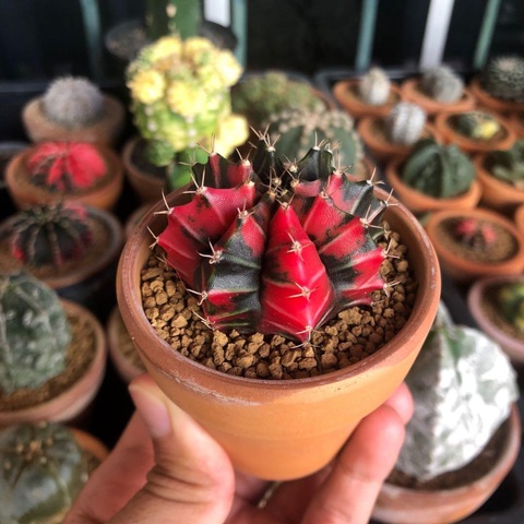 Shopee tung nhiều sản phẩm giảm sâu đến 90% nhân kỷ niệm sinh nhật lần thứ 6 - Ảnh 4. Shopee tung nhiều sản phẩm giảm sâu đến 90% nhân kỷ niệm sinh nhật lần thứ 6 - Ảnh 4.