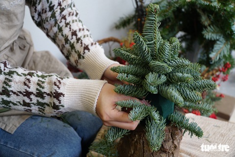 Vòng nguyệt quế, thông Noel giá chát bạn trẻ vẫn mua vì tươi mới, thân thiện môi trường - Ảnh 6. Vòng nguyệt quế, thông Noel giá chát bạn trẻ vẫn mua vì tươi mới, thân thiện môi trường - Ảnh 6.