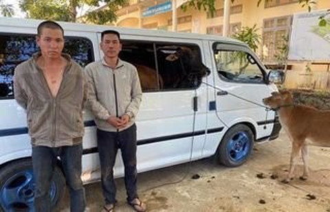 Dùng ô tô đi trộm cả đàn bò - Ảnh 1. Dùng ô tô đi trộm cả đàn bò - Ảnh 1.