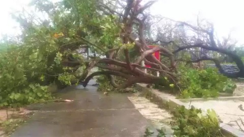 Bão số 9 quét qua Trường Sa, nhiều cây xanh bị ngã đổ - Ảnh 1. Bão số 9 quét qua Trường Sa, nhiều cây xanh bị ngã đổ - Ảnh 1.