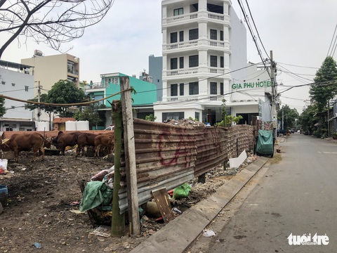 Nuôi cả đàn bò trong khu dân cư tại TP.HCM gây ô nhiễm thời gian dài - Ảnh 2. Nuôi cả đàn bò trong khu dân cư tại TP.HCM gây ô nhiễm thời gian dài - Ảnh 2.