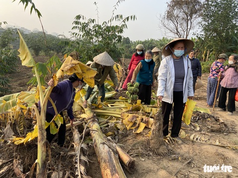 Bị kẻ lạ phá tan hàng nghìn m2 chuối sắp thu hoạch, hơn nửa tháng bà con chưa được trả lời - Ảnh 2. Bị kẻ lạ phá tan hàng nghìn m2 chuối sắp thu hoạch, hơn nửa tháng bà con chưa được trả lời - Ảnh 2.