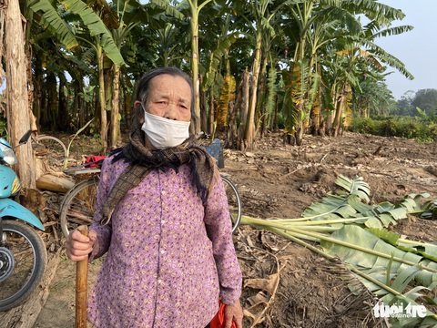 Bị kẻ lạ phá tan hàng nghìn m2 chuối sắp thu hoạch, hơn nửa tháng bà con chưa được trả lời - Ảnh 3. Bị kẻ lạ phá tan hàng nghìn m2 chuối sắp thu hoạch, hơn nửa tháng bà con chưa được trả lời - Ảnh 3.