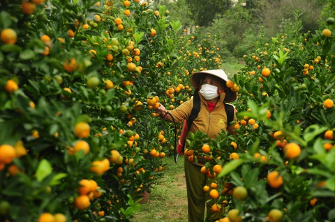 Thủ phủ quất lớn nhất miền Trung rục rịch tung hàng Tết - Ảnh 2. Thủ phủ quất lớn nhất miền Trung rục rịch tung hàng Tết - Ảnh 2.