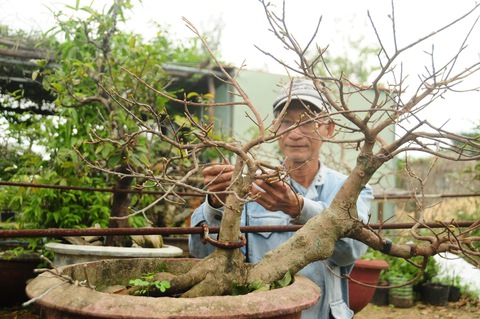Thủ phủ quất lớn nhất miền Trung rục rịch tung hàng Tết - Ảnh 4. Thủ phủ quất lớn nhất miền Trung rục rịch tung hàng Tết - Ảnh 4.