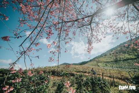 Mai anh đào đã nở khắp Đà Lạt - Ảnh 5. Mai anh đào đã nở khắp Đà Lạt - Ảnh 5.