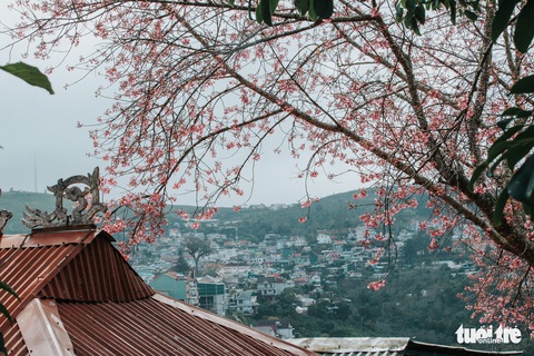Mai anh đào đã nở khắp Đà Lạt - Ảnh 10. Mai anh đào đã nở khắp Đà Lạt - Ảnh 10.