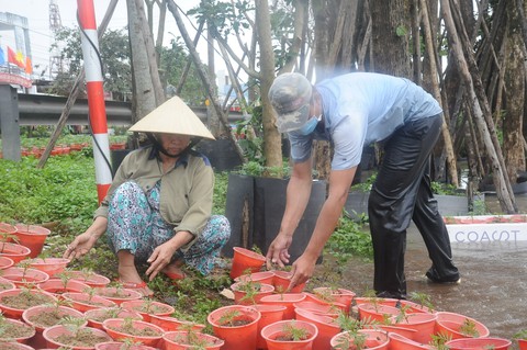 Nông dân Quảng Nam lội lũ cứu hoa tết - Ảnh 5. Nông dân Quảng Nam lội lũ cứu hoa tết - Ảnh 5.