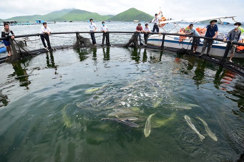 Kêu gọi các doanh nghiệp lớn đầu tư vào nuôi biển - Ảnh 1. Kêu gọi các doanh nghiệp lớn đầu tư vào nuôi biển - Ảnh 1.