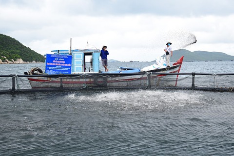 Kêu gọi các doanh nghiệp lớn đầu tư vào nuôi biển - Ảnh 2. Kêu gọi các doanh nghiệp lớn đầu tư vào nuôi biển - Ảnh 2.