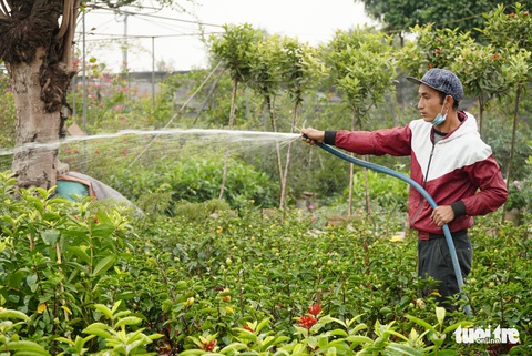 Thị trường hoa Tết kém sôi động, thương lái thu mua cầm chừng - Ảnh 2. Thị trường hoa Tết kém sôi động, thương lái thu mua cầm chừng - Ảnh 2.