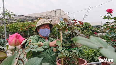 Thị trường hoa Tết kém sôi động, thương lái thu mua cầm chừng - Ảnh 1. Thị trường hoa Tết kém sôi động, thương lái thu mua cầm chừng - Ảnh 1.