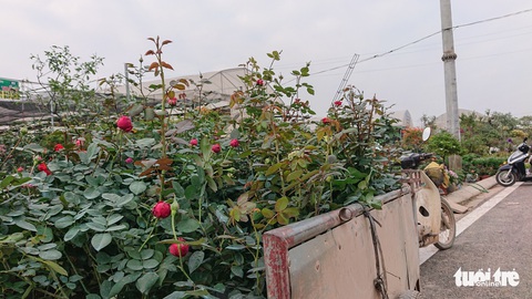 Thị trường hoa Tết kém sôi động, thương lái thu mua cầm chừng - Ảnh 3. Thị trường hoa Tết kém sôi động, thương lái thu mua cầm chừng - Ảnh 3.
