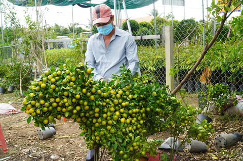 Đa dạng đầu ra nông sản Tết - Ảnh 2. Đa dạng đầu ra nông sản Tết - Ảnh 2.