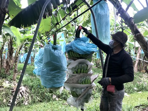 Sau giãn cách, miền Tây có thêm nhiều mô hình tiêu thụ nông sản kiểu mới - Ảnh 2. Sau giãn cách, miền Tây có thêm nhiều mô hình tiêu thụ nông sản kiểu mới - Ảnh 2.