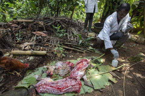 Thợ săn virus - Những người săn lùng hiểm họa - Kỳ 2: Dơi, máu và virus ở rừng Cameroon - Ảnh 3. Thợ săn virus - Những người săn lùng hiểm họa - Kỳ 2: Dơi, máu và virus ở rừng Cameroon - Ảnh 3.