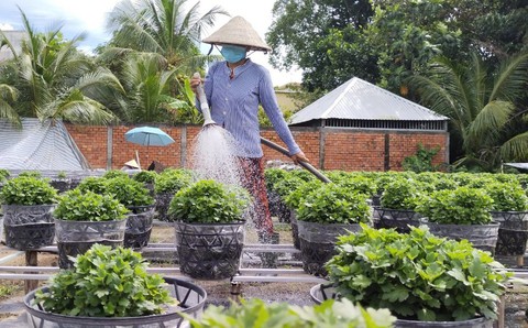 Làng hoa Sa Đéc giảm trồng hoa, thêm sản phẩm Tết - Ảnh 1. Làng hoa Sa Đéc giảm trồng hoa, thêm sản phẩm Tết - Ảnh 1.