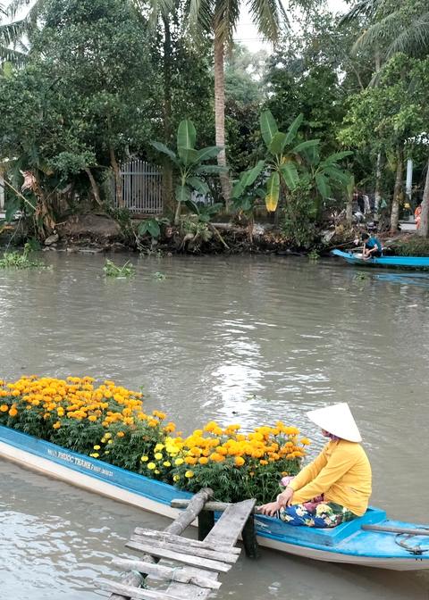 Còn đâu dáng ngoại khơi than hồng ngày xuân - Ảnh 1. Còn đâu dáng ngoại khơi than hồng ngày xuân - Ảnh 1.