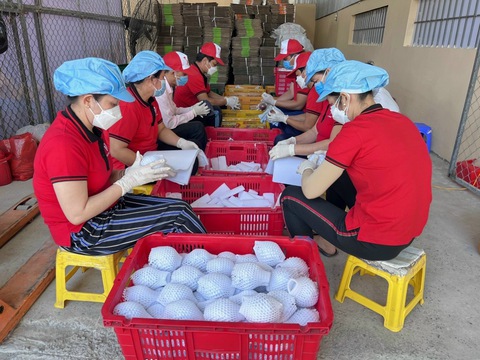 Sóc Trăng xuất khẩu 10 tấn vú sữa sang Mỹ - Ảnh 1. Sóc Trăng xuất khẩu 10 tấn vú sữa sang Mỹ - Ảnh 1.
