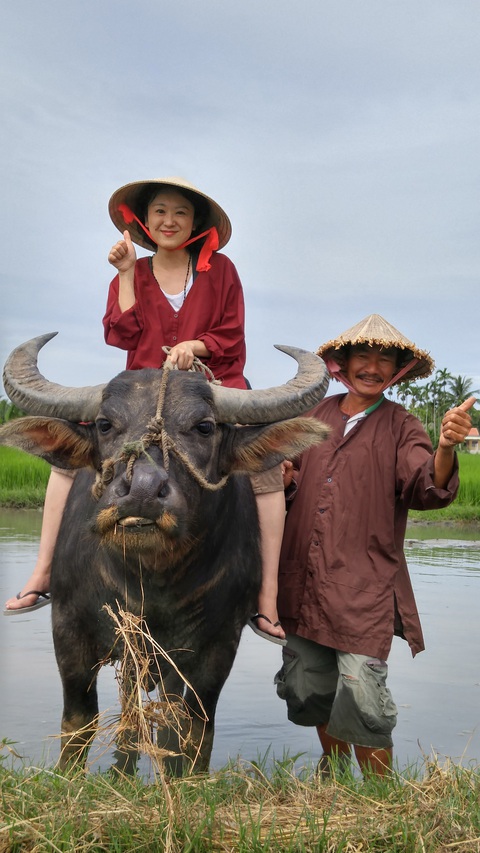 Những chú trâu vui vẻ, thơm tho đón khách ở Hội An - Ảnh 3. Những chú trâu vui vẻ, thơm tho đón khách ở Hội An - Ảnh 3.