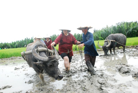 Những chú trâu vui vẻ, thơm tho đón khách ở Hội An - Ảnh 5. Những chú trâu vui vẻ, thơm tho đón khách ở Hội An - Ảnh 5.