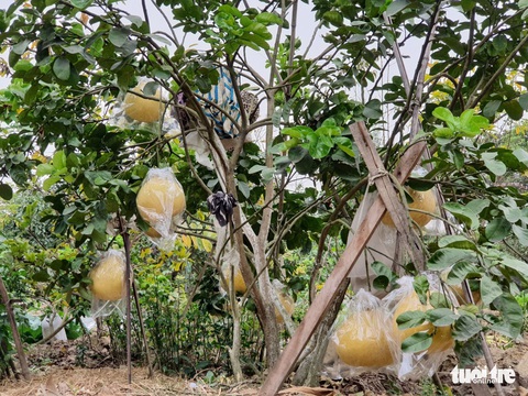 Mãn nhãn với bưởi siêu to khổng lồ, giá tiền triệu ở Hải Phòng - Ảnh 4. Mãn nhãn với bưởi siêu to khổng lồ, giá tiền triệu ở Hải Phòng - Ảnh 4.