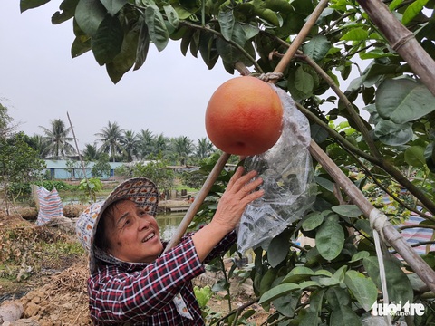 Mãn nhãn với bưởi siêu to khổng lồ, giá tiền triệu ở Hải Phòng - Ảnh 3. Mãn nhãn với bưởi siêu to khổng lồ, giá tiền triệu ở Hải Phòng - Ảnh 3.