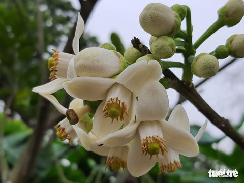 Mãn nhãn với bưởi siêu to khổng lồ, giá tiền triệu ở Hải Phòng - Ảnh 5. Mãn nhãn với bưởi siêu to khổng lồ, giá tiền triệu ở Hải Phòng - Ảnh 5.
