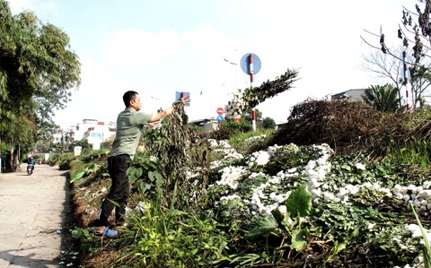 Hà Nội ngày 30 Tết: Đào, quất bung nở nhưng ít người mua, hoa tươi bỏ thối cả đống - Ảnh 8. Hà Nội ngày 30 Tết: Đào, quất bung nở nhưng ít người mua, hoa tươi bỏ thối cả đống - Ảnh 8.