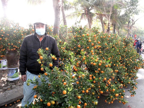 Hà Nội ngày 30 Tết: Đào, quất bung nở nhưng ít người mua, hoa tươi bỏ thối cả đống - Ảnh 1. Hà Nội ngày 30 Tết: Đào, quất bung nở nhưng ít người mua, hoa tươi bỏ thối cả đống - Ảnh 1.