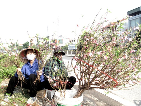 Hà Nội ngày 30 Tết: Đào, quất bung nở nhưng ít người mua, hoa tươi bỏ thối cả đống - Ảnh 4. Hà Nội ngày 30 Tết: Đào, quất bung nở nhưng ít người mua, hoa tươi bỏ thối cả đống - Ảnh 4.