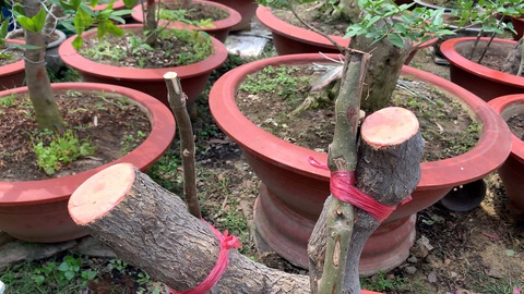 Cưa trộm hàng chục cây hoa giấy trang trí của thành phố đem về ươm bán - Ảnh 2. Cưa trộm hàng chục cây hoa giấy trang trí của thành phố đem về ươm bán - Ảnh 2.