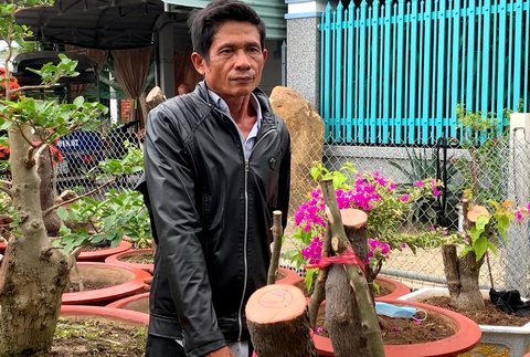Cưa trộm hàng chục cây hoa giấy trang trí của thành phố đem về ươm bán - Ảnh 1. Cưa trộm hàng chục cây hoa giấy trang trí của thành phố đem về ươm bán - Ảnh 1.