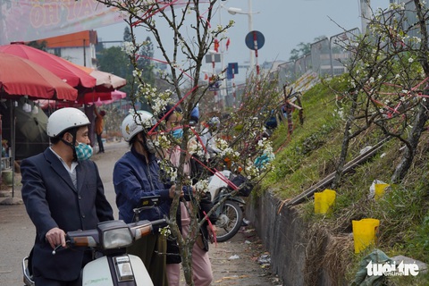 Ngẩn ngơ ngắm hoa lê trắng muốt xuống phố Hà thành - Ảnh 2. Ngẩn ngơ ngắm hoa lê trắng muốt xuống phố Hà thành - Ảnh 2.