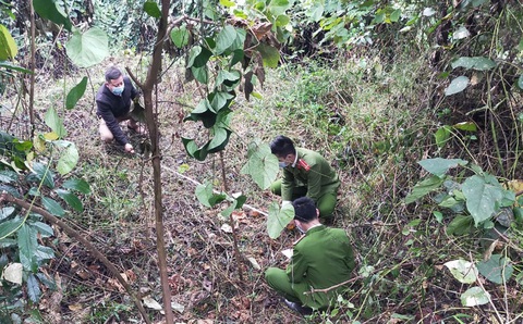 Công an vào rừng truy vết, bắt ngoạn mục nhóm trộm trâu, bò bán cho quán nhậu - Ảnh 2. Công an vào rừng truy vết, bắt ngoạn mục nhóm trộm trâu, bò bán cho quán nhậu - Ảnh 2.