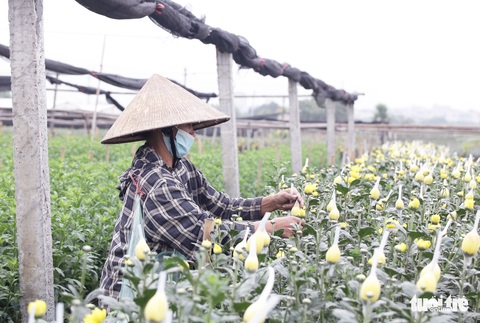Làng hoa Tây Tựu lao đao vì nhiều thương lái hủy đơn hàng - Ảnh 1. Làng hoa Tây Tựu lao đao vì nhiều thương lái hủy đơn hàng - Ảnh 1.