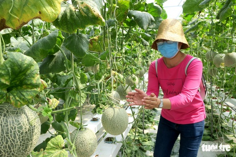 Chú ơi, sao cây chỉ có một trái? - Ảnh 6. Chú ơi, sao cây chỉ có một trái? - Ảnh 6.