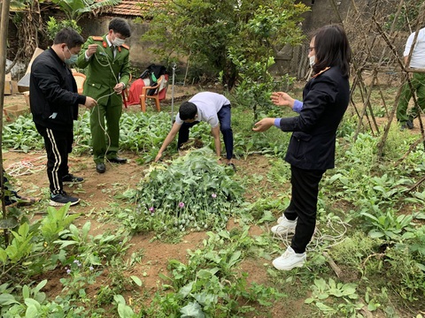Phát hiện người đàn ông trồng gần 3.000 cây cần sa, anh túc trong vườn nhà - Ảnh 1. Phát hiện người đàn ông trồng gần 3.000 cây cần sa, anh túc trong vườn nhà - Ảnh 1.
