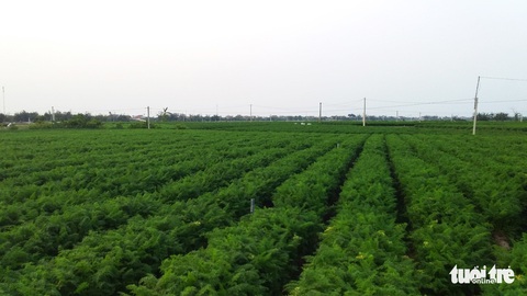 Hải Dương mong Hải Phòng bớt khắt khe để thông thương hàng hóa - Ảnh 2. Hải Dương mong Hải Phòng bớt khắt khe để thông thương hàng hóa - Ảnh 2.