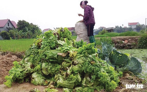 Nông dân Hải Dương giúp nhau qua đại dịch - Ảnh 8. Nông dân Hải Dương giúp nhau qua đại dịch - Ảnh 8.