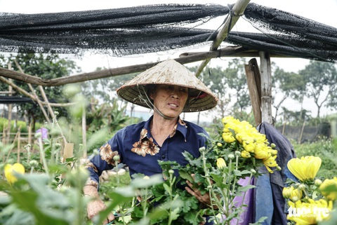 Người dân Tây Tựu xót xa nhìn hoa rằm tháng giêng vứt đầy đường - Ảnh 2. Người dân Tây Tựu xót xa nhìn hoa rằm tháng giêng vứt đầy đường - Ảnh 2.