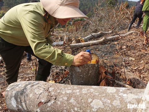 Xác định 2 nghi can phá rừng phòng hộ ở Đà Lạt - Ảnh 2. Xác định 2 nghi can phá rừng phòng hộ ở Đà Lạt - Ảnh 2.