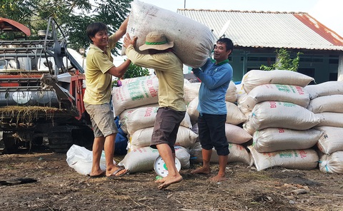 Nông dân trồng lúa thắng lớn - Ảnh 2. Nông dân trồng lúa thắng lớn - Ảnh 2.